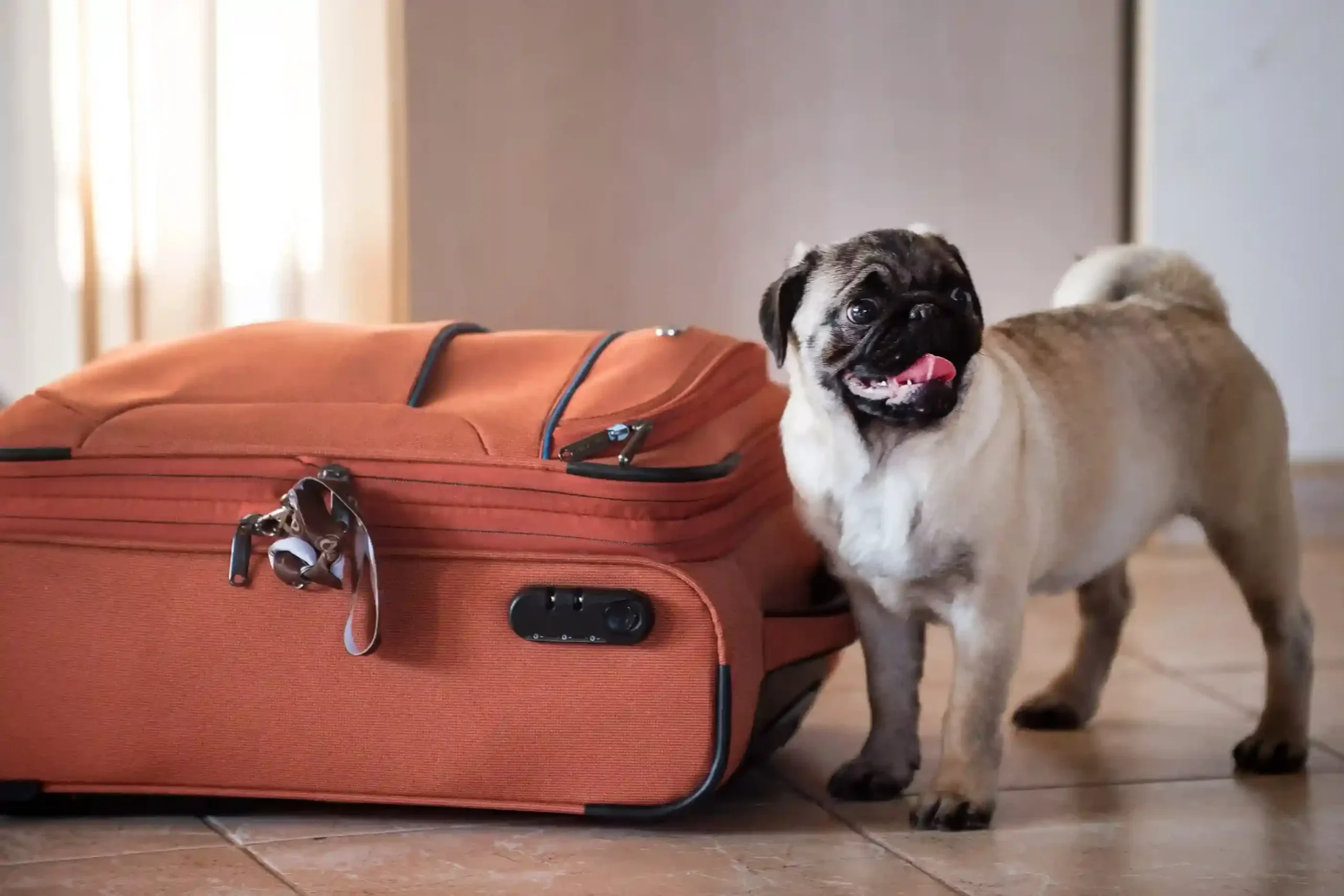 view-dog-lying-down-tiled-floor_11zon